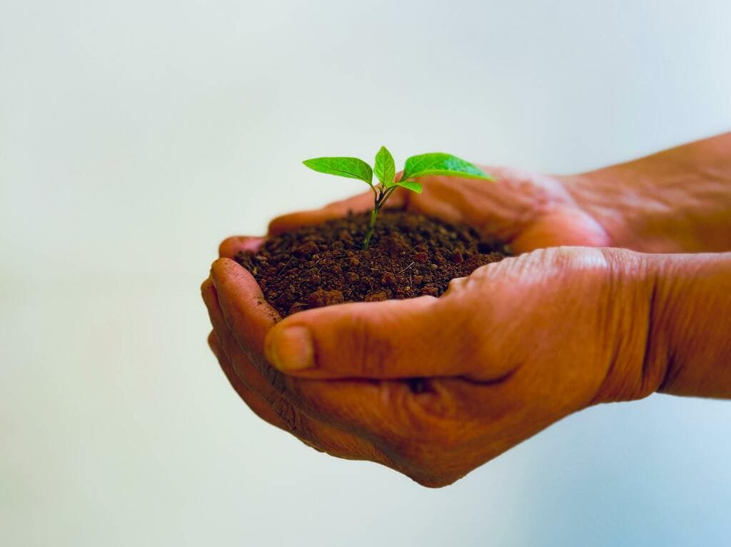 Hands holding a small seedling